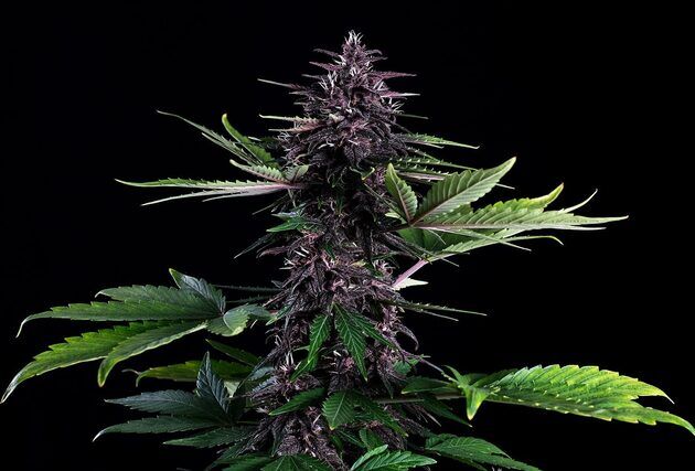 Graines de cannabis Auto Swiss Dream Rosé CBD féminisées de Kannabia pour intérieur et extérieur